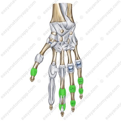 Interphalangeal joints – palmar surface (artt. interphalangeae)